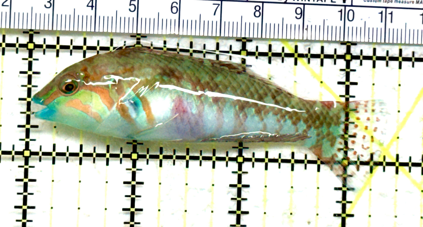 Nebulous Picture Wrasse NPW082202 WYSIWYG Size: SHOW 3.25" approx