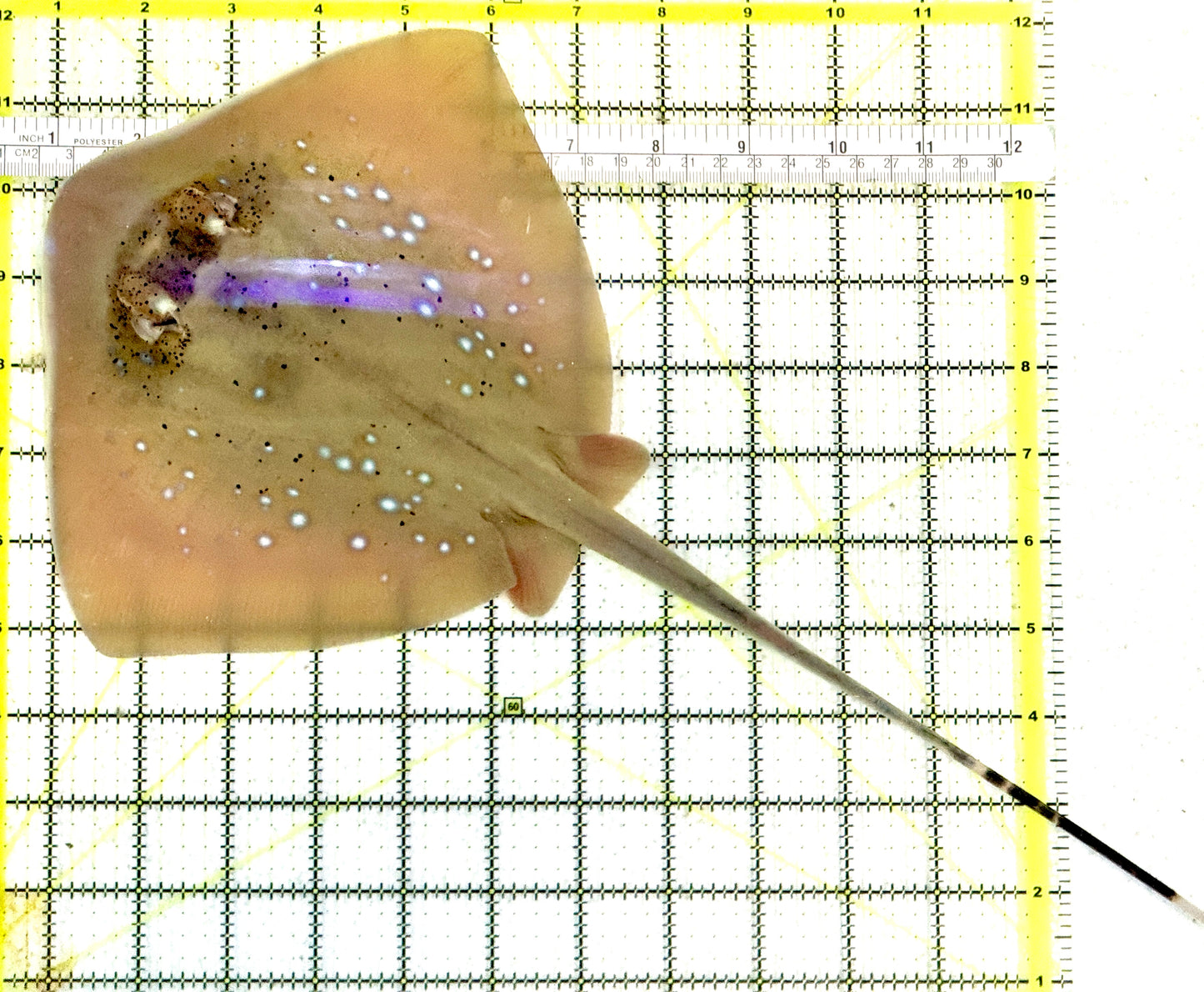 Kuhl's Masked Blue Spotted Sting Ray (Triangular Body Shape) KMBSSR082301 WYSIWYG Size: M 12.5" approx