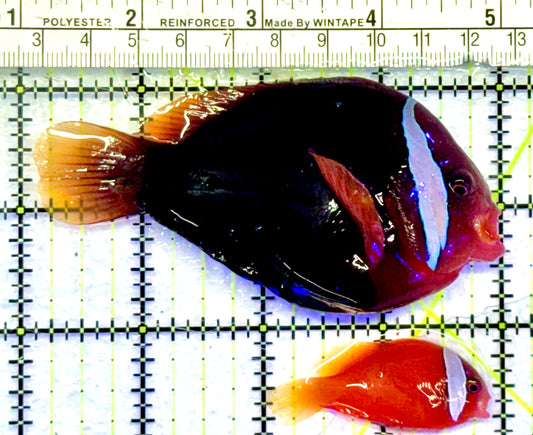Cinnamon Clownfish Bonded Pair CBP071301 WYSIWYG Size(Show Female & Small Male): Show 4" and Small 2"
