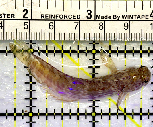Starry Blenny SB071301 WYSIWYG Size: S 2.5"