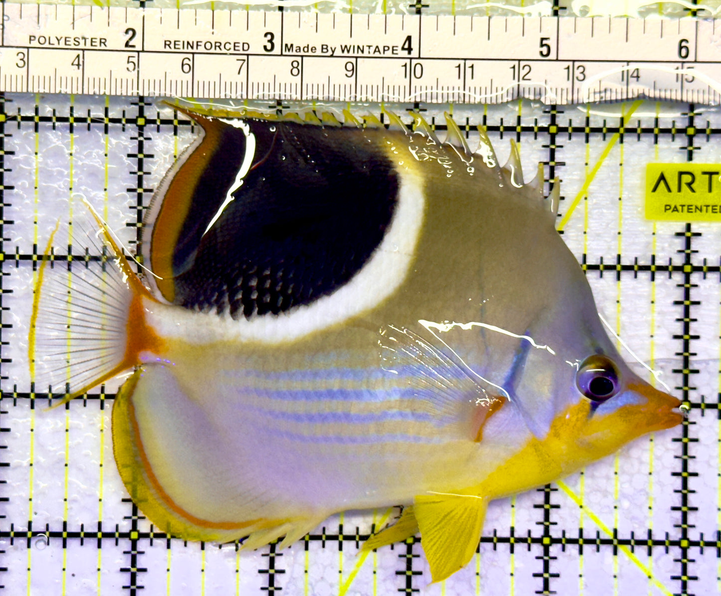 Saddleback Butterflyfish SB071401 WYSIWYG Size: L 4.75"
