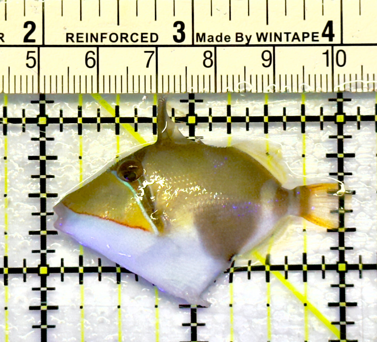 Bursa Triggerfish BT071402 WYSIWYG Size: S 2"