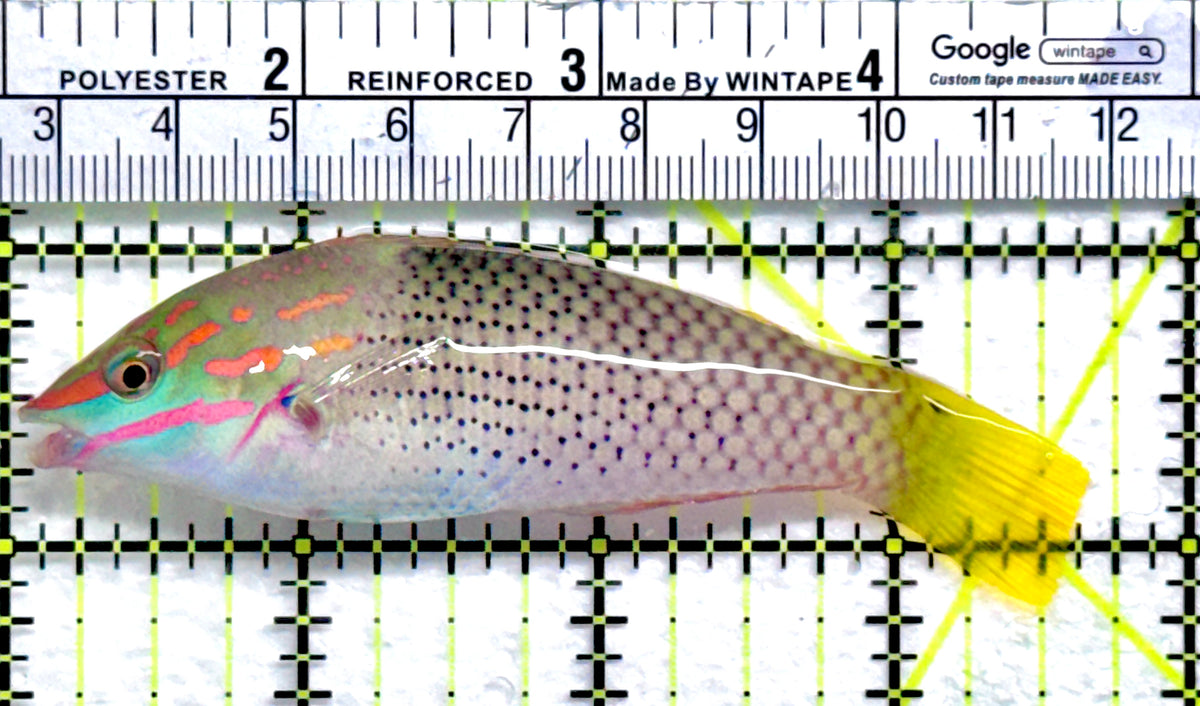 Checkerboard Wrasse CW091301 WYSIWYG Size: ML 3.75" approx