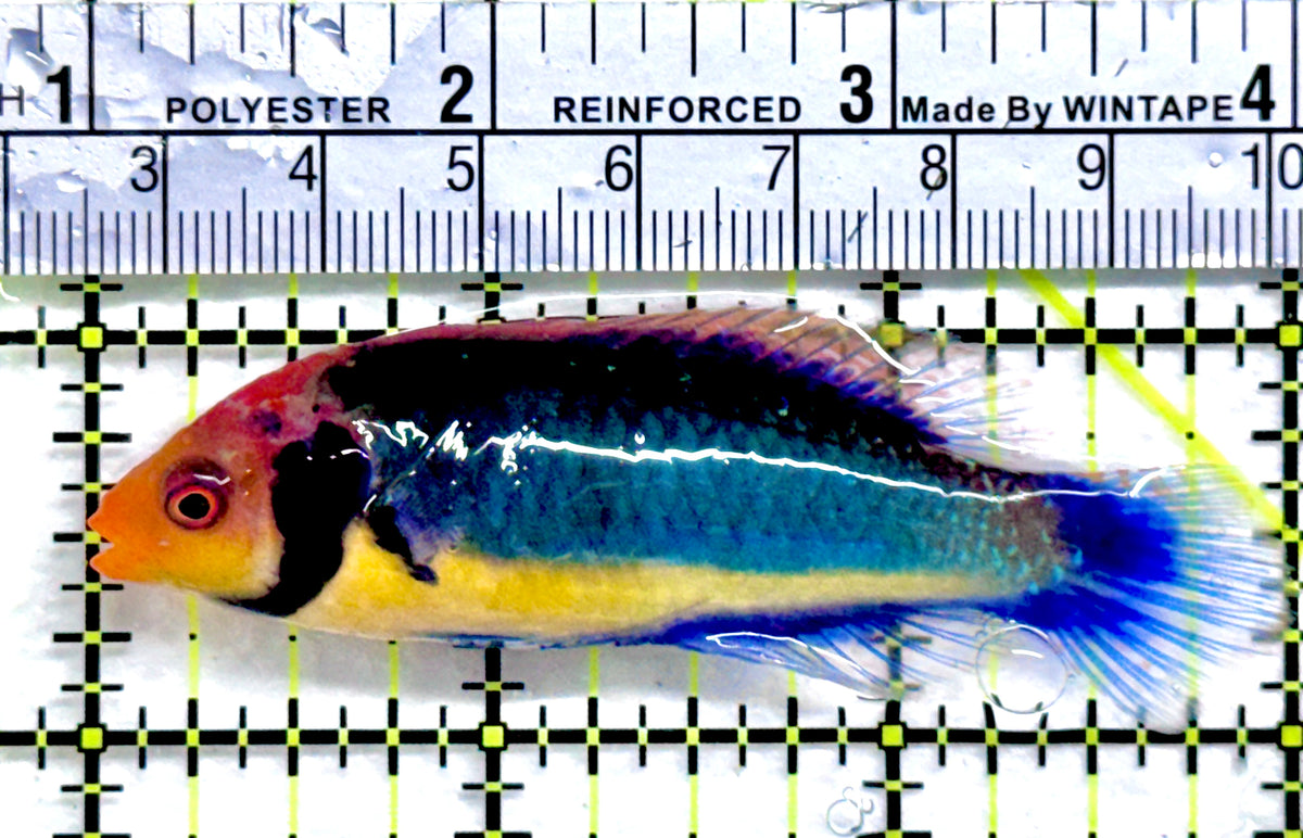 Redhead Solor (Clown Fairy) Wrasse RSW091301 WYSIWYG Size: L 3" approx