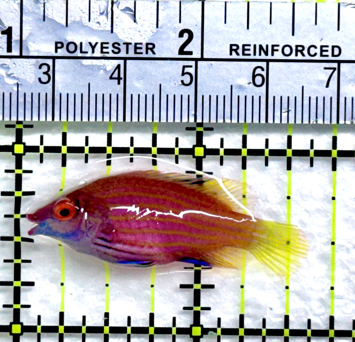 Pink-Streaked Wrasse PSW091301 WYSIWYG Size: L 1.5"