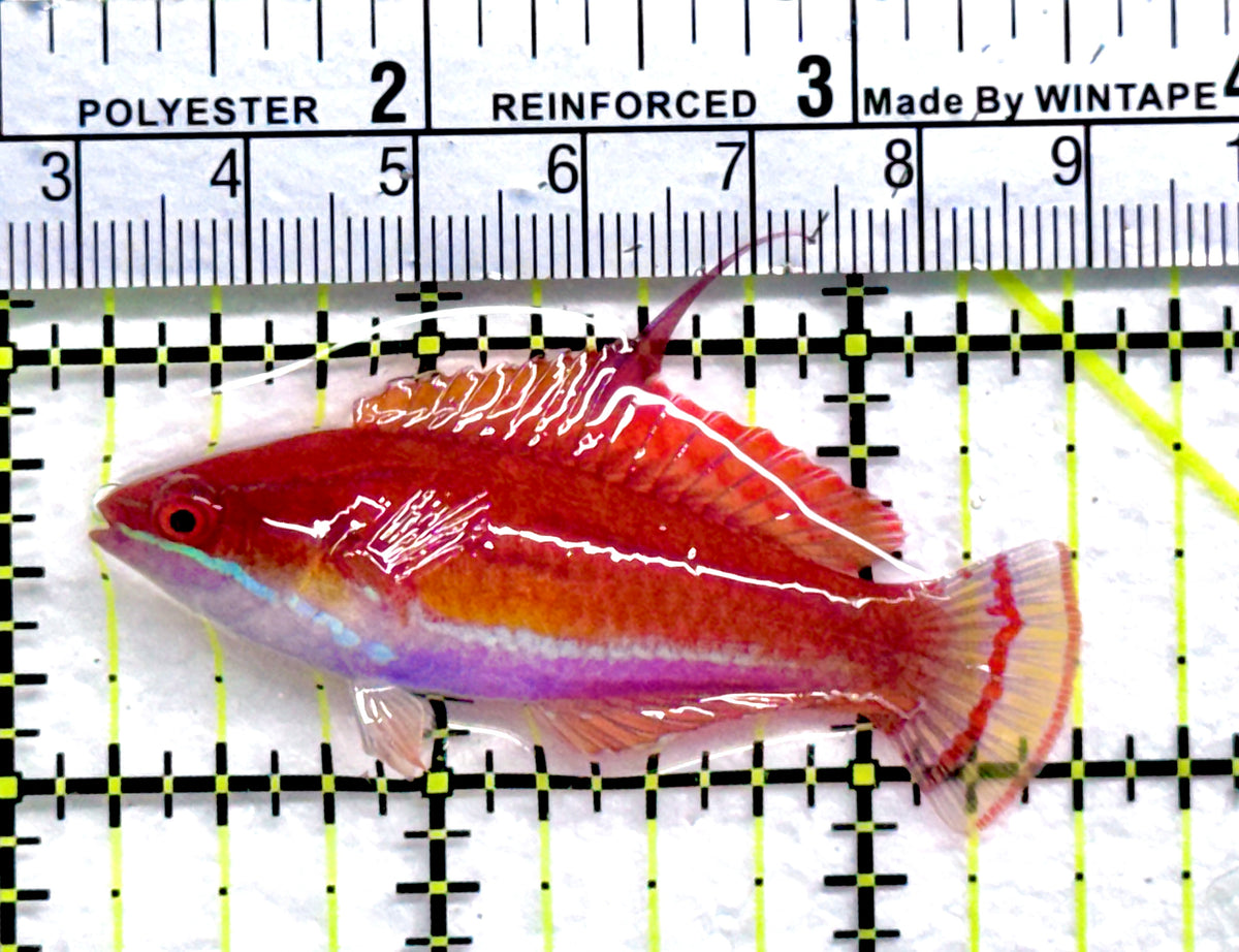 Carpenter's Flasher Wrasse CFW091302 WYSIWYG Size: L 2.25" approx