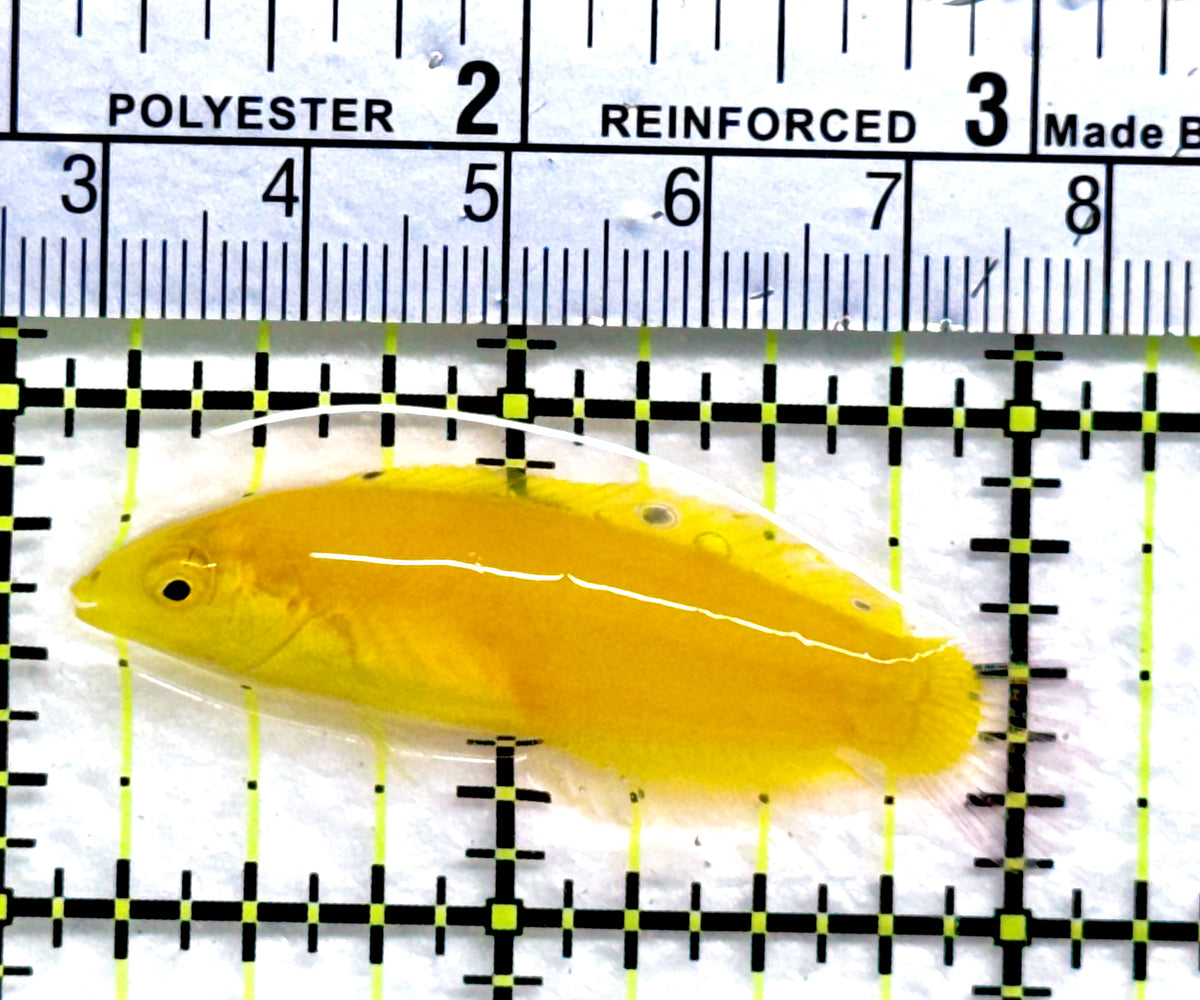 Yellow Coris Wrasse YCW091301 WYSIWYG Size: S 2"