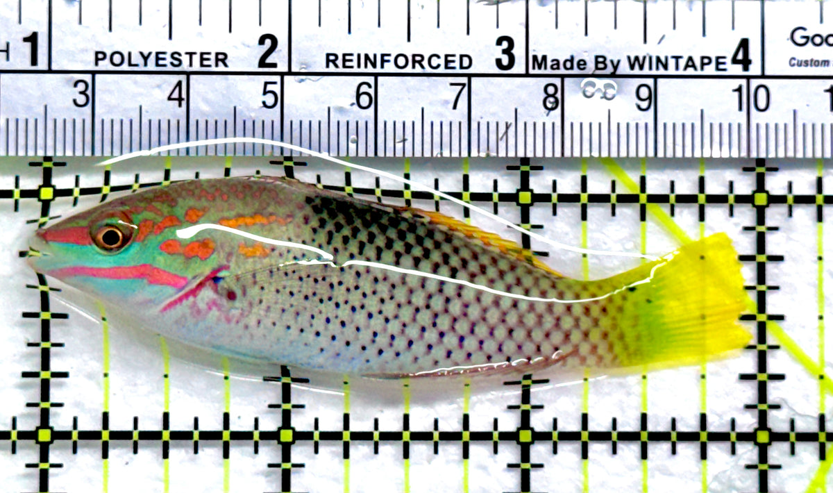 Checkerboard Wrasse CW091302 WYSIWYG Size: M 3"