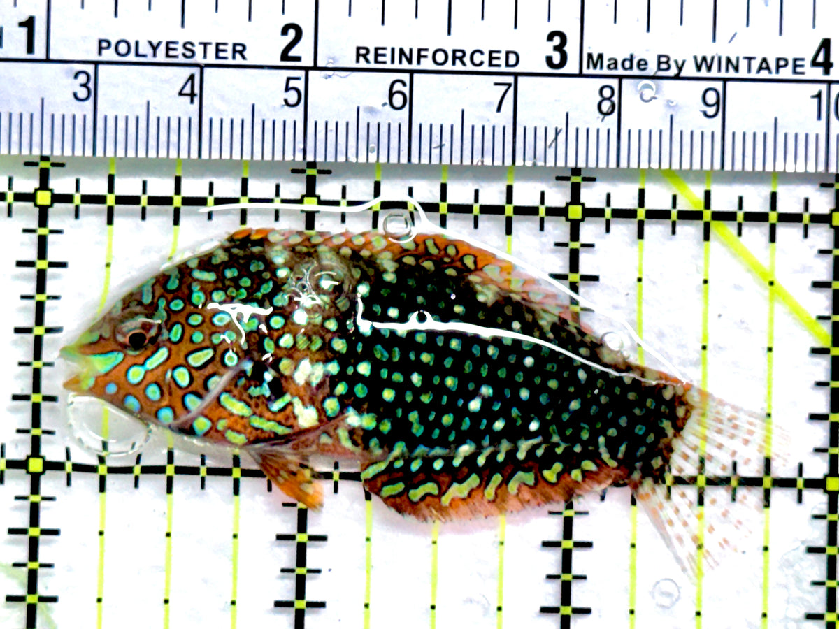Ornate Leopard Wrasse OLW091302 WYSIWYG Size: L 2.75" approx