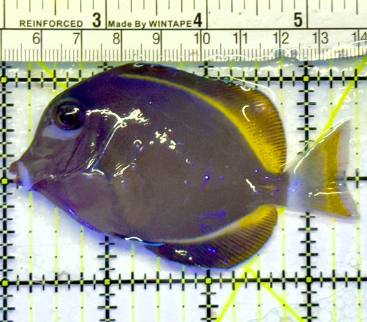 Gold Rim Tang GRT071401 WYSIWYG Size: ML 3.5"
