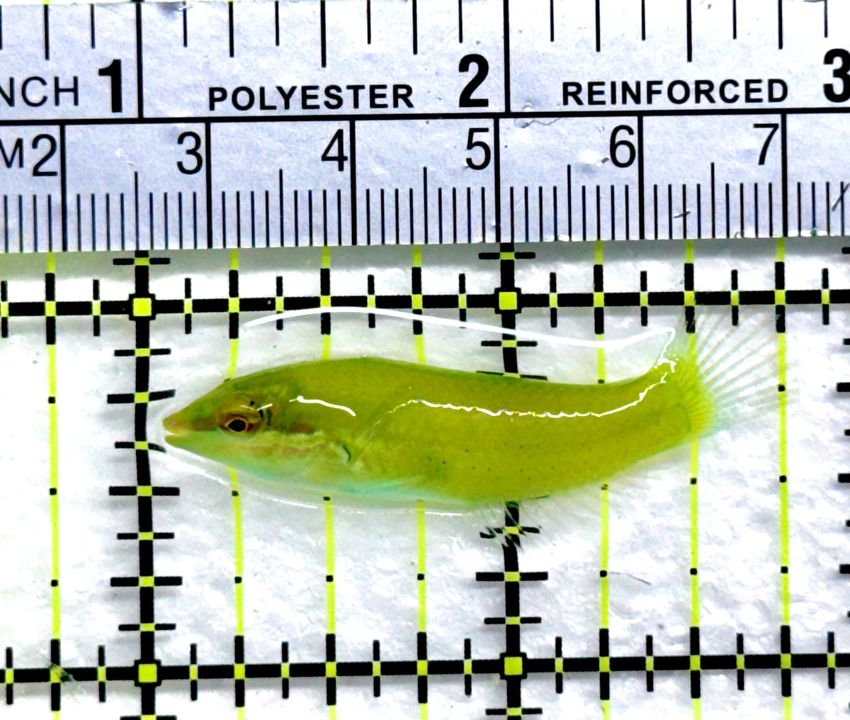 Green Coris Wrasse GCW091301 WYSIWYG Size: M 1.75" approx