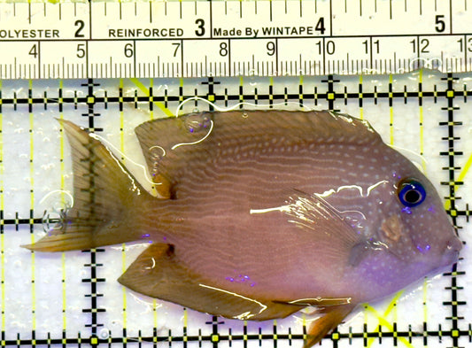 Blue Eye Kole Tang BET071401 WYSIWYG Size: M 3.5"