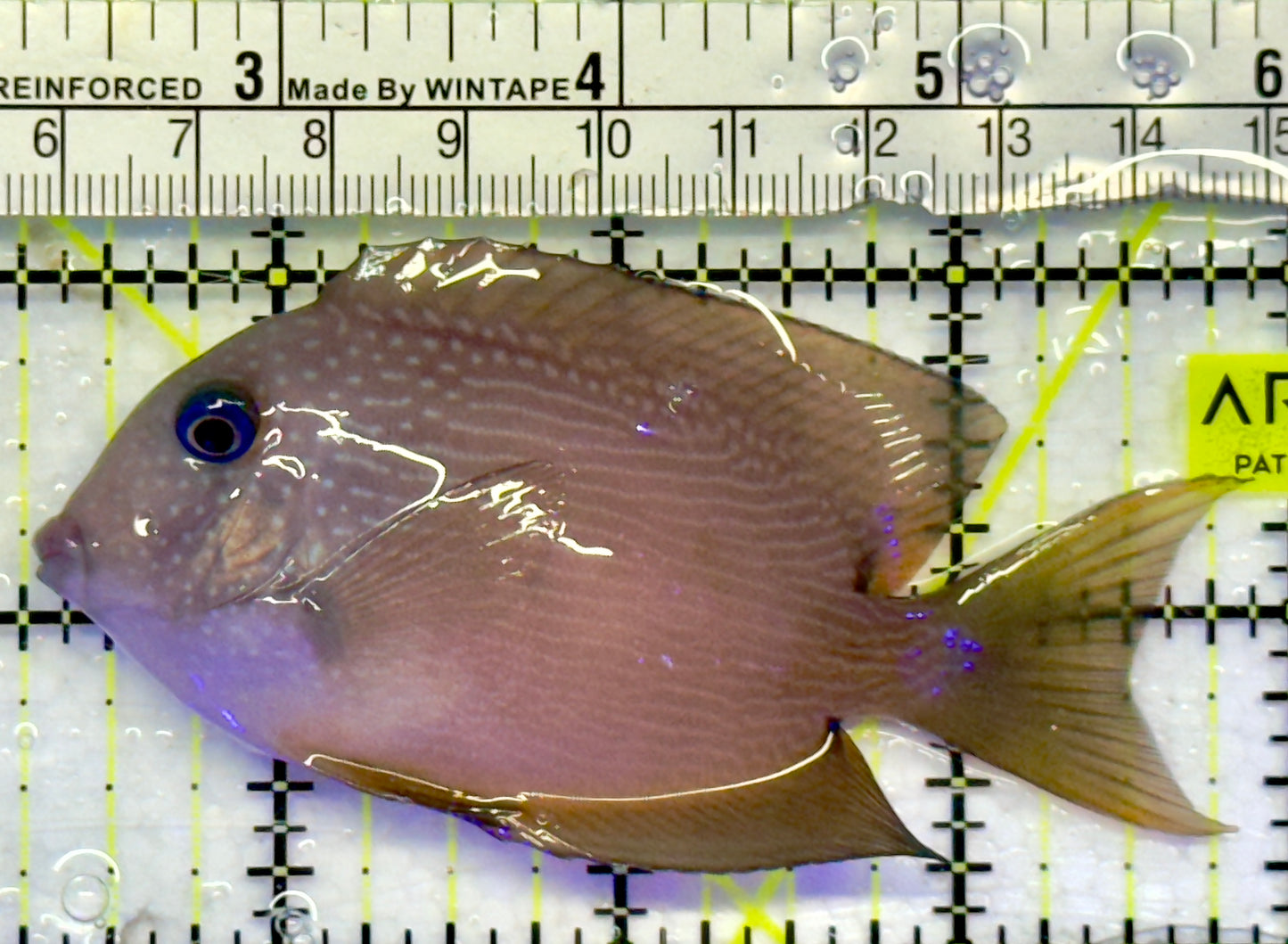 Blue Eye Kole Tang BET071401 WYSIWYG Size: M 3.5"
