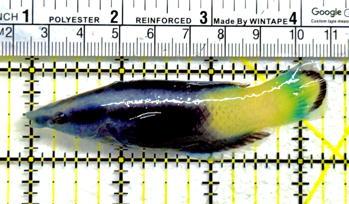 Bicolor Cleaner Wrasse BCW091301 WYSIWYG Size: Show 3.25" approx