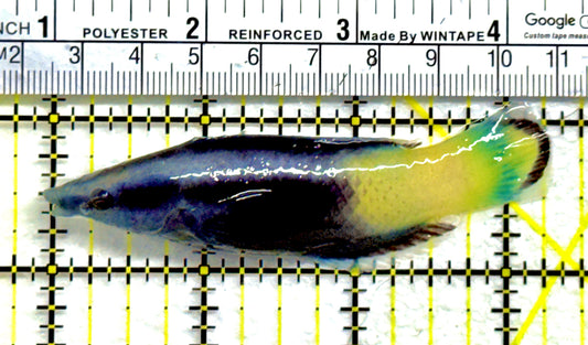 Bicolor Cleaner Wrasse BCW091301 WYSIWYG Size: Show 3.25" approx