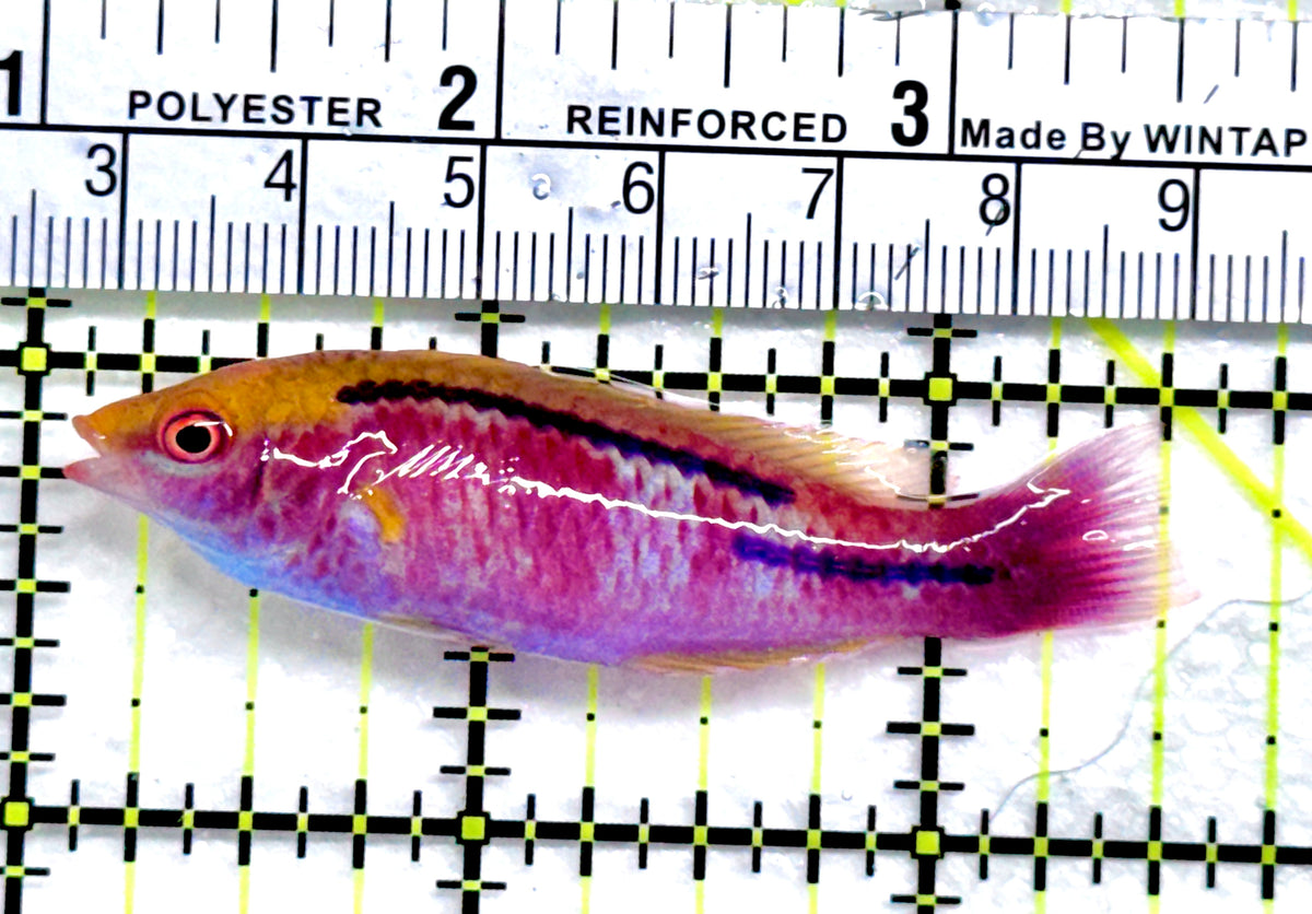 Lubbock's Fairy Wrasse LFW091301\2 WYSIWYG Size: SHOW 2.5" approx