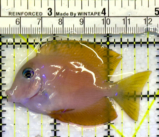 Blue Eye Kole Tang BET071402 WYSIWYG Size: S 2.75"