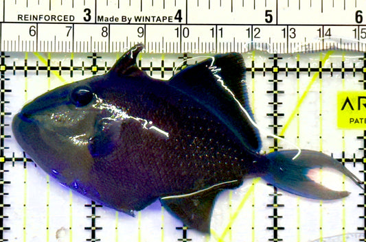 Niger Triggerfish NT0701401 WYSIWYG Size: ML 4"