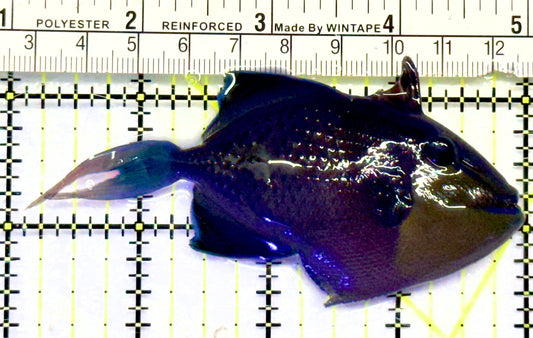 Niger Triggerfish NT0701402 WYSIWYG Size: ML 4"