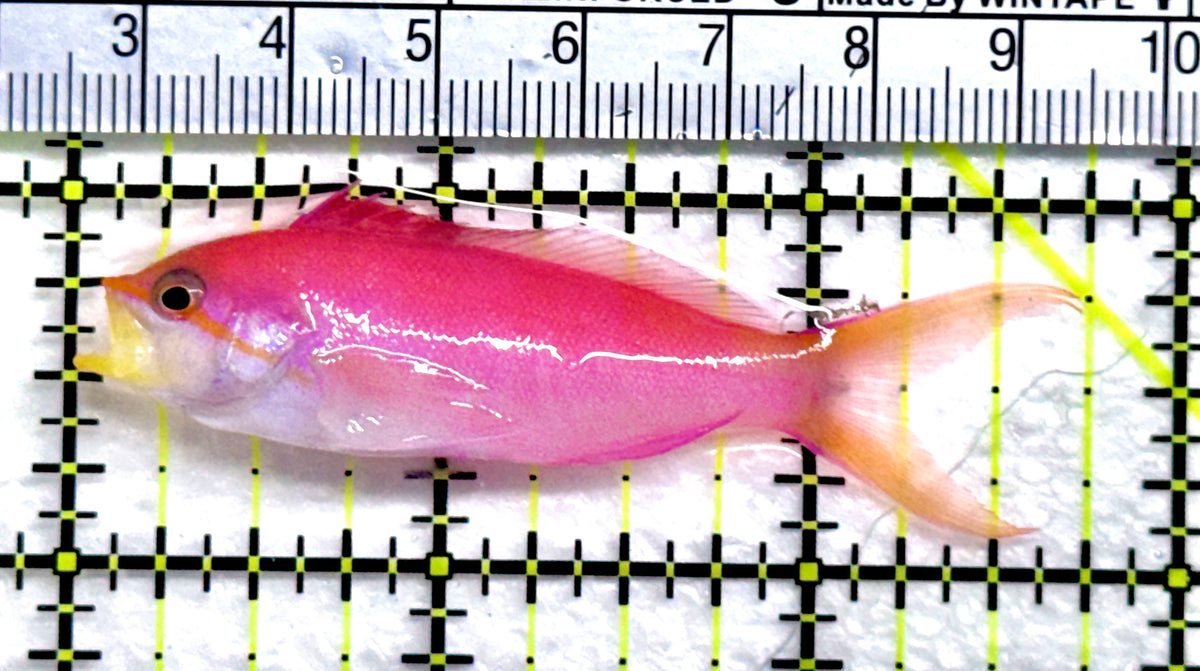 Dispar Anthias DA091301 WYSIWYG Size : XL 2.75" approx