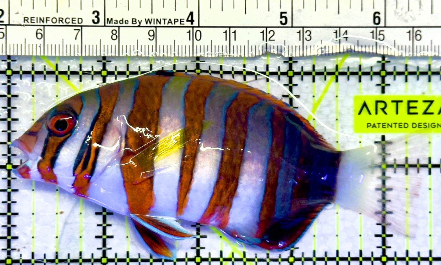 Harlequin Tuskfish HT071402 WYSIWYG Size: L 4.5"
