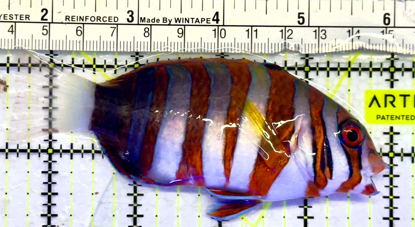 Harlequin Tuskfish HT071402 WYSIWYG Size: L 4.5"