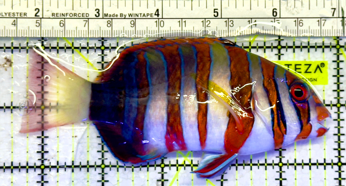 Harlequin Tuskfish HT071403 WYSIWYG Size: XL 5.25"
