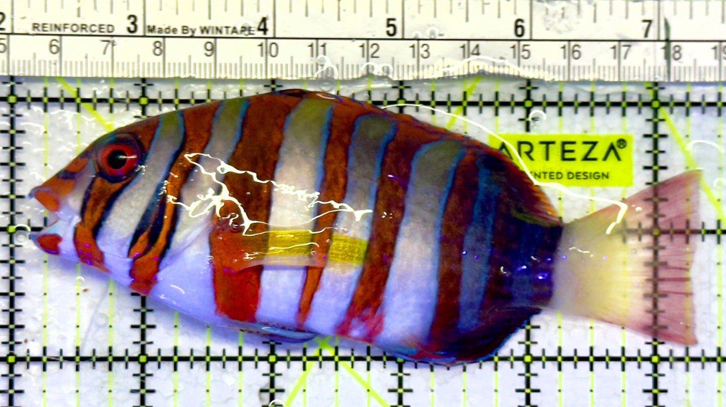 Harlequin Tuskfish HT071403 WYSIWYG Size: XL 5.25"