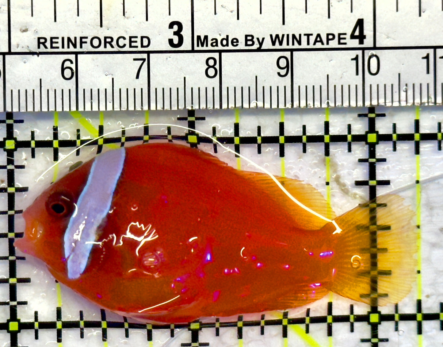 Tomato Clownfish TC071401 WYSIWYG Size: ML 2.25"