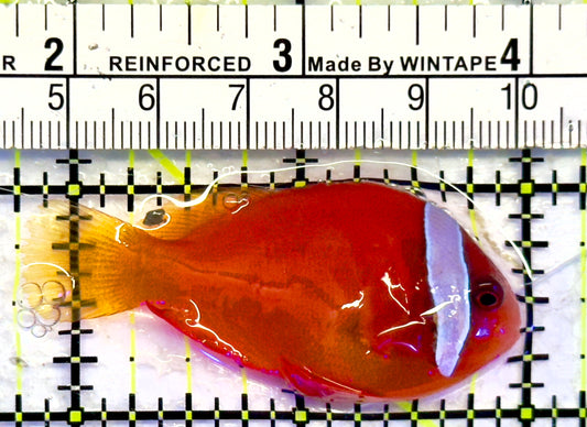 Tomato Clownfish TC071401 WYSIWYG Size: ML 2.25"