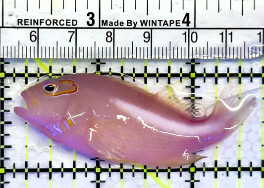 Arc-Eye Hawkfish AEH071401 WYSIWYG Size: L 2.75"