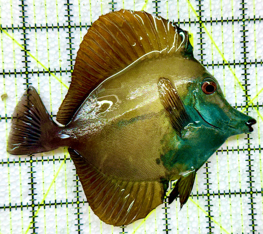 Rare Koi Scopas Tang RKST091501 WYSIWYG Size: XL 5.25" approx