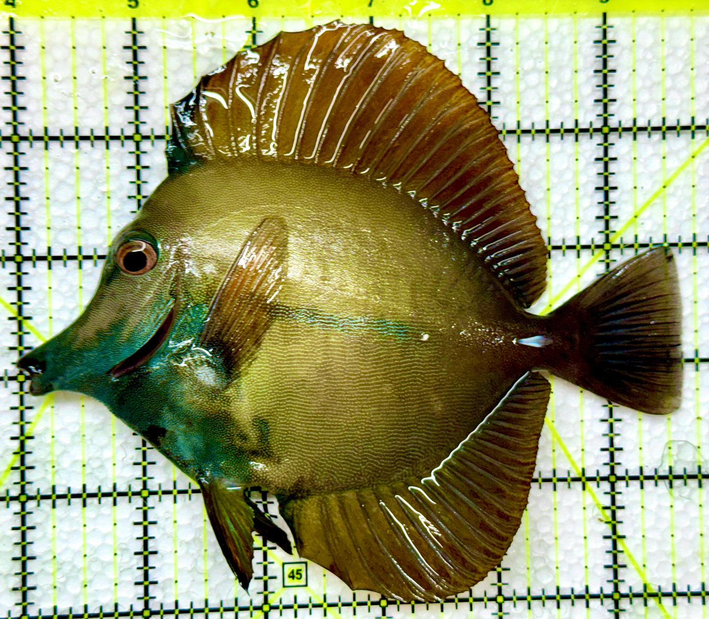Rare Koi Scopas Tang RKST091501 WYSIWYG Size: XL 5.25" approx