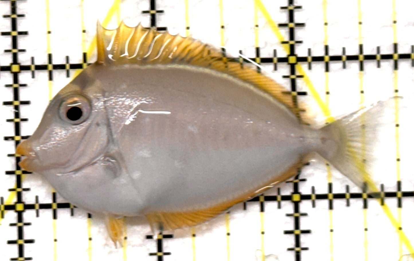 Blonde Naso Tang BNT091502 WYSIWYG Size: S 2.75" approx