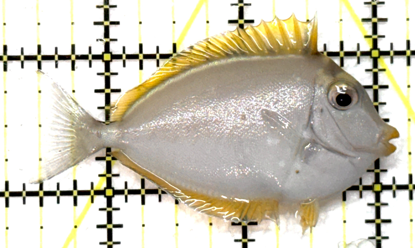 Blonde Naso Tang BNT091502 WYSIWYG Size: S 2.75" approx