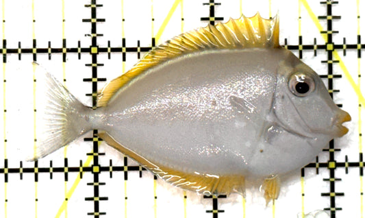 Blonde Naso Tang BNT091502 WYSIWYG Size: S 2.75" approx