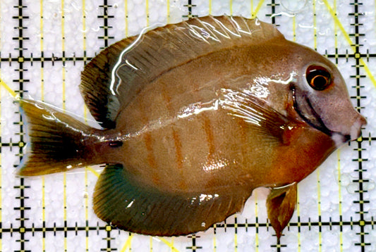 Eibli Mimic Tang EMT091601 WYSIWYG Size: L 4"