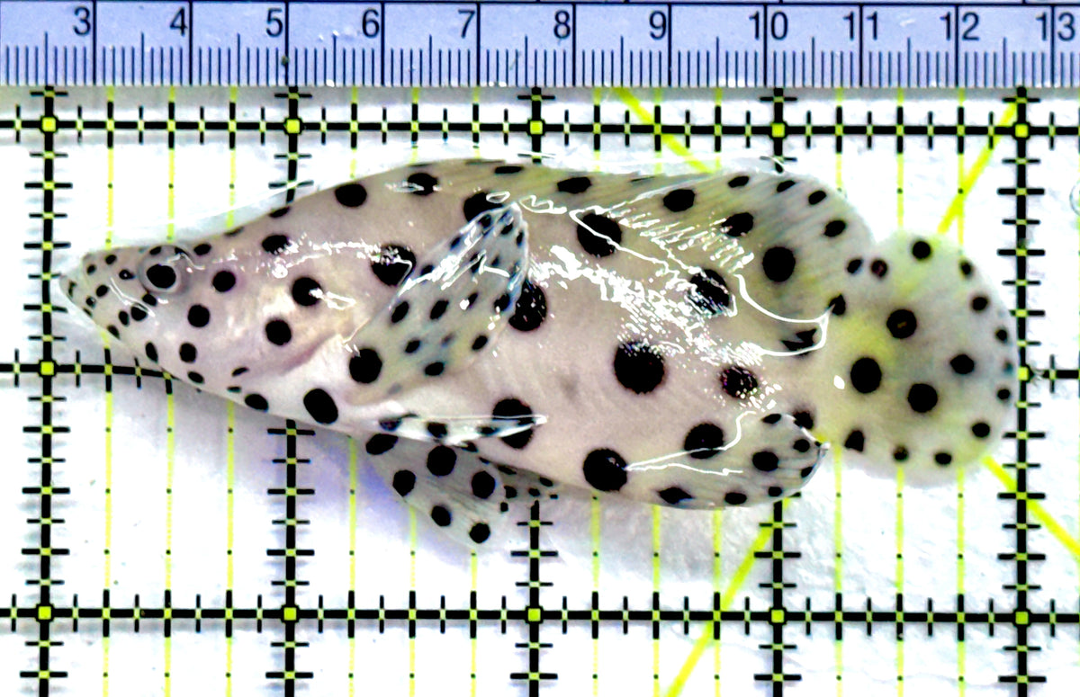 Panther Grouper PG091301 WYSIWYG Size: M 4" approx