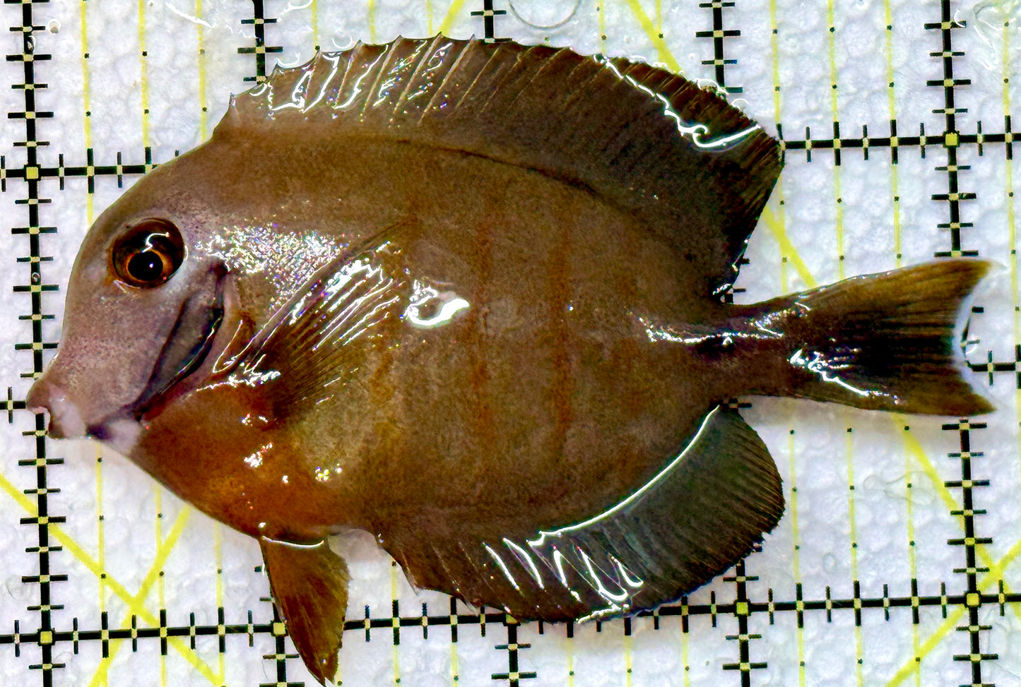 Eibli Mimic Tang EMT091601 WYSIWYG Size: L 4"