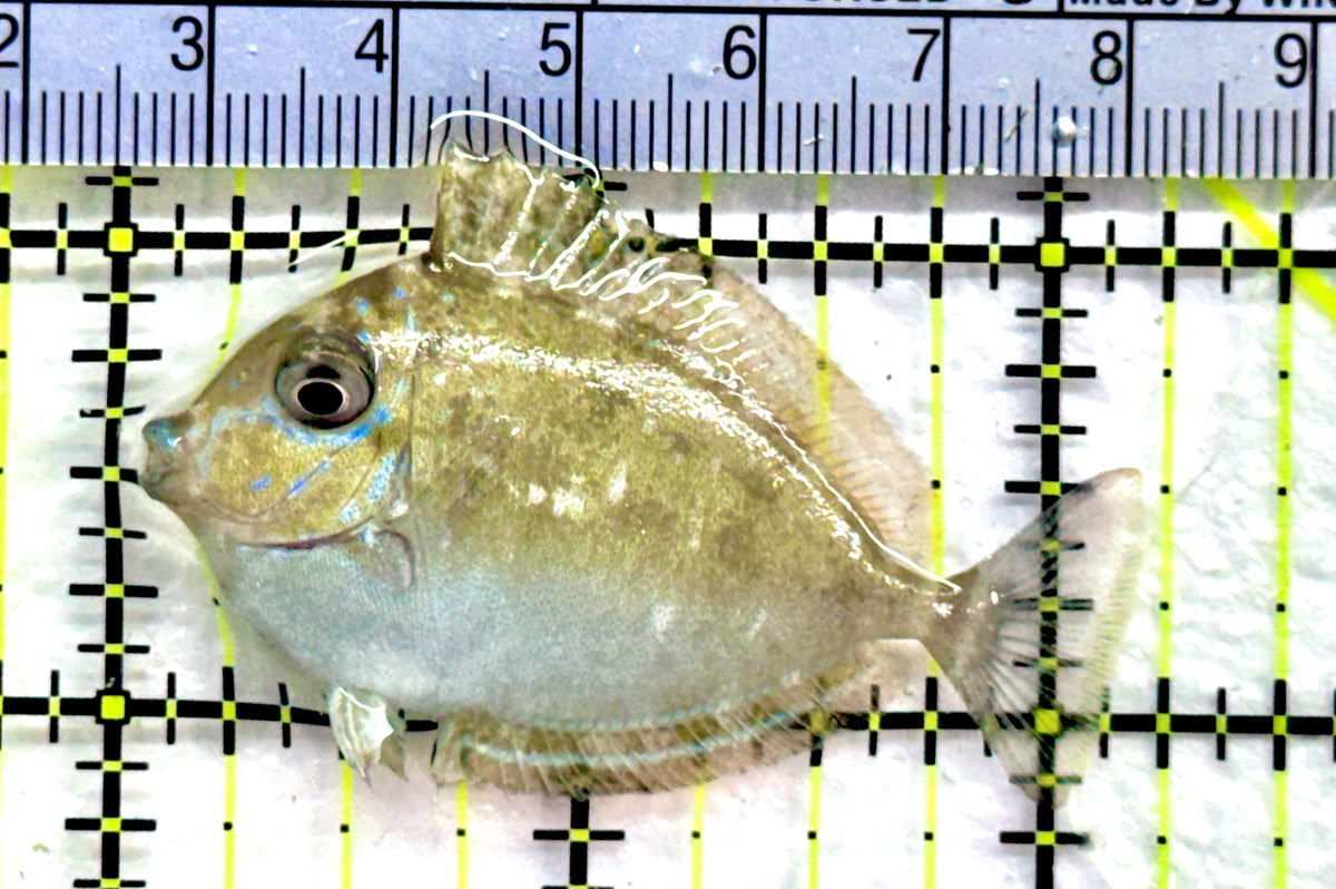 Vlamingi Unicorn Tang VUT091301 WYSIWYG Size: S 2.25" approx