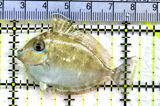 Vlamingi Unicorn Tang VUT091301 WYSIWYG Size: S 2.25" approx