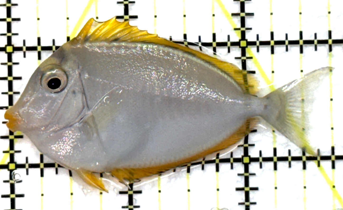 Blonde Naso Tang BNT091503 WYSIWYG Size: S 2.75" approx