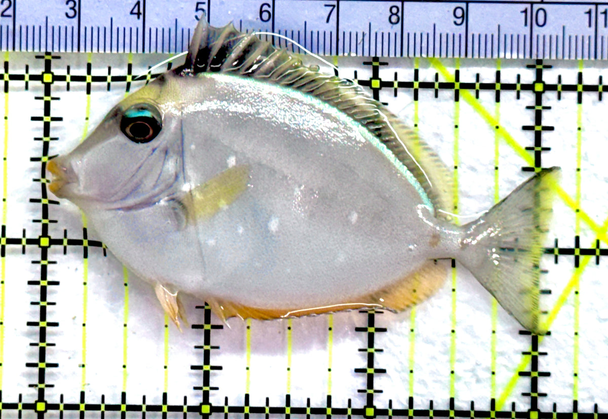 Naso Tang NT091301 WYSIWYG Size: S 3" approx