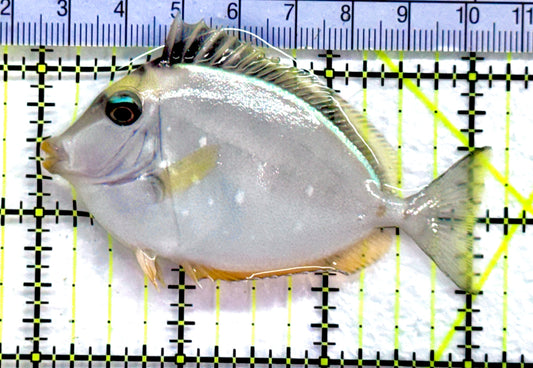 Naso Tang NT091301 WYSIWYG Size: S 3" approx