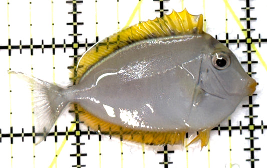 Blonde Naso Tang BNT091503 WYSIWYG Size: S 2.75" approx