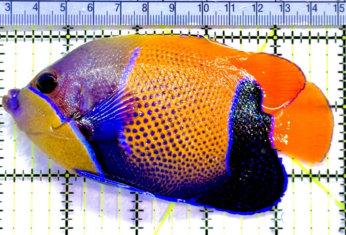 Majestic Angelfish MA091301 WYSIWYG Size: L  5" approx
