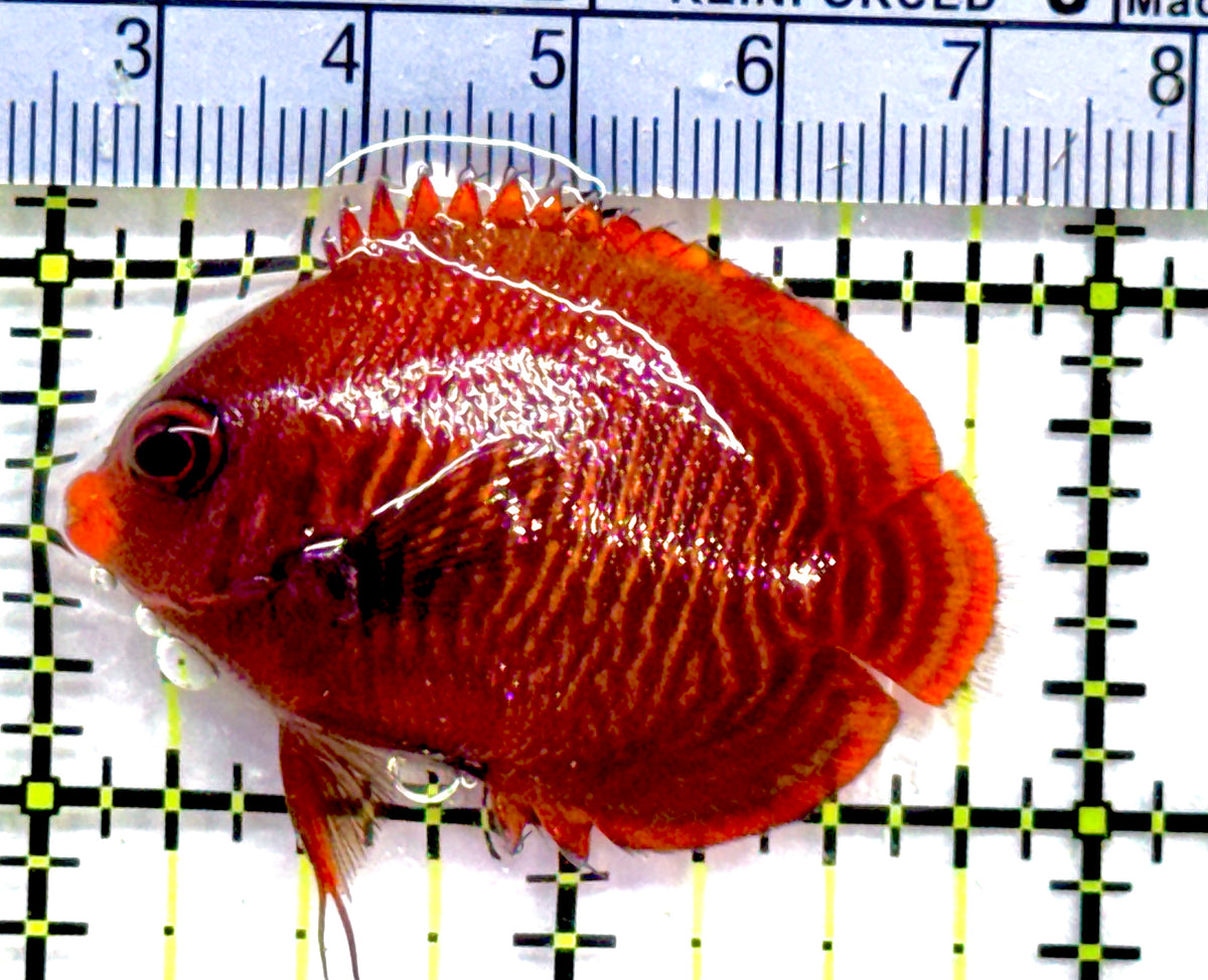 Golden Angelfish GA091301 WYSIWYG Size: 1.75" approx