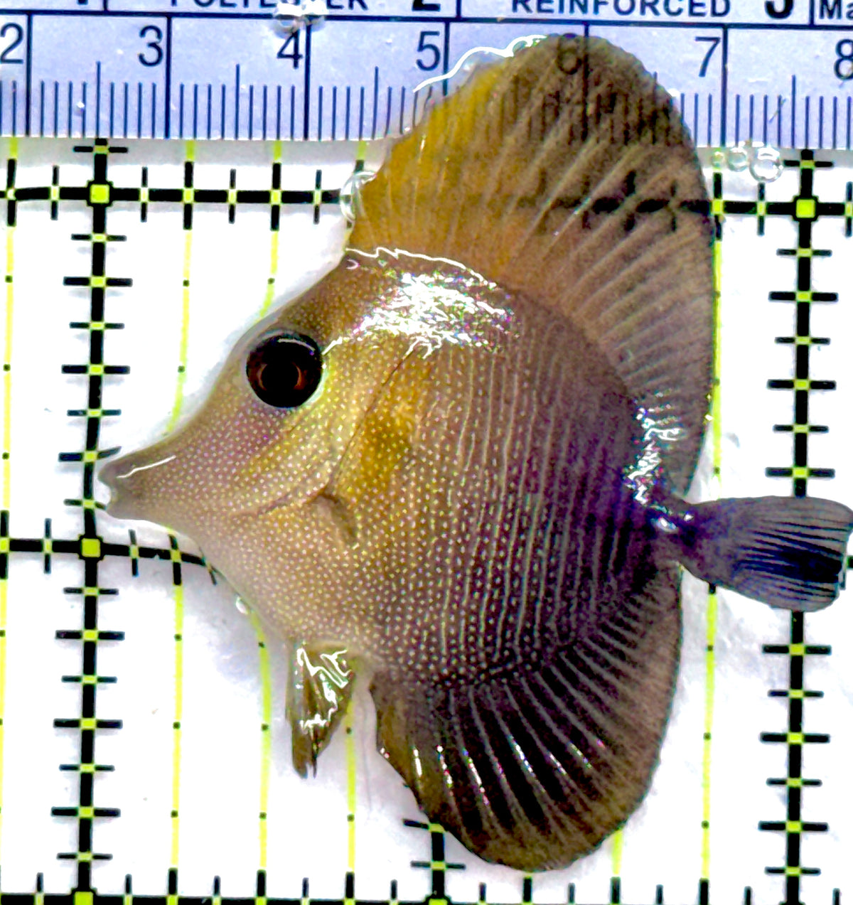 Scopas Tang ST091301 WYSIWYG Size: S 2" approx