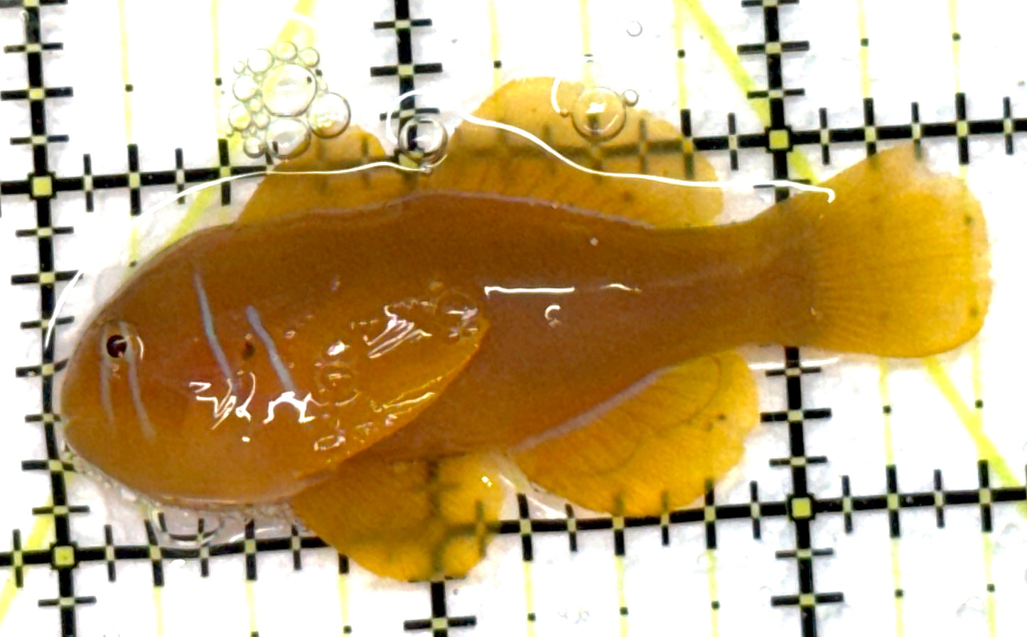 Poisson Goby (Maldives) PG091502 WYSIWYG Size: M 2.5" approx