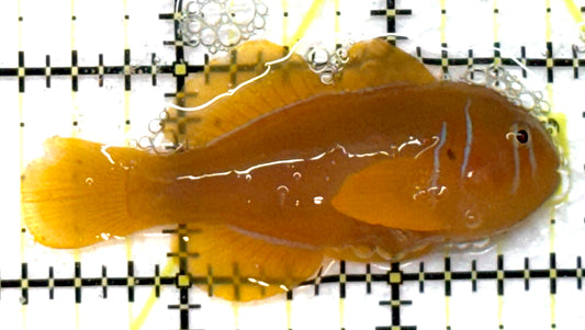 Poisson Goby (Maldives) PG091502 WYSIWYG Size: M 2.5" approx